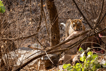 wild bengal male tiger hunting sambar deer kill. tiger tear deer skin and feeding carcass of animal...