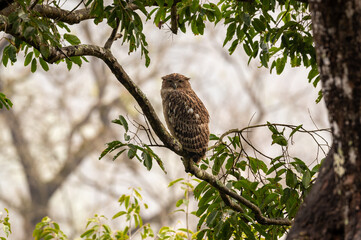 Brown fish owl or Bubo zeylonensis or Ketupa zeylonensis perched on tree at dhikala zone forest of jim corbett national park uttarakhand india