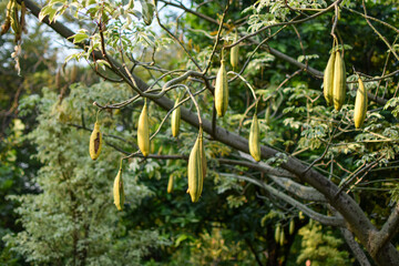 Kapok fruit