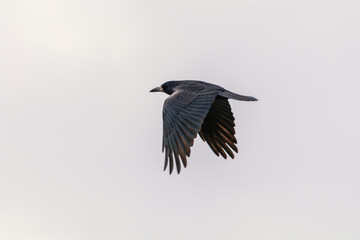 Rook - a species of medium-sized synanthropic bird from the crow family, inhabiting Eurasia.