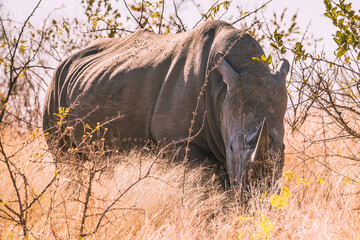 Ein riesiges Nashorn, ein Rhinozeross, steht zwischen Sträuchern und Büschen in der gelben...