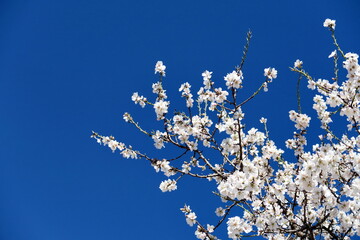Branches d'amandier en fleur et ciel bleu.