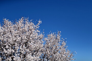 Branches d'amandier en fleur et ciel bleu.