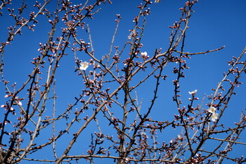 Branches d'amandier en fleur et ciel bleu.