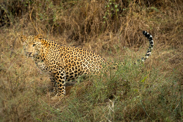 indian wild male leopard or panther side profile with tail up and eye contact during outdoor wildlife jungle safari at forest of central india - panthera pardus fusca