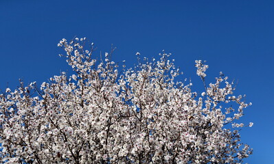 Amandier en fleur. Ciel bleu.