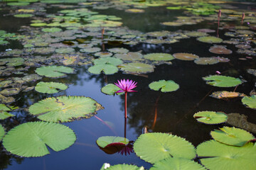 Lotus flowers are blooming