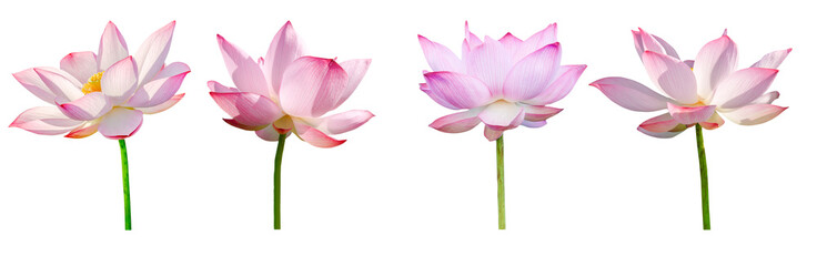 Lotus flower collections isolated on white background. File contains with clipping path.