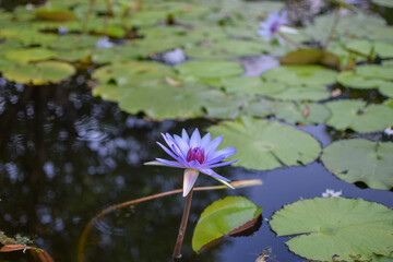 Lotus flowers are blooming