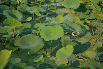 Lotus leaf
