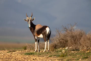Foto op Aluminium Eine einzelne Antilope (Bontebok Bock) steht mit eine Plastiktüte zwischen seinen Hörnern, seinem weißen Streifen im Gesicht in der Weite des De Hoop Nature Reserves in Südafrika © Hendrik