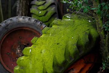 Old tires with moss lie in nature