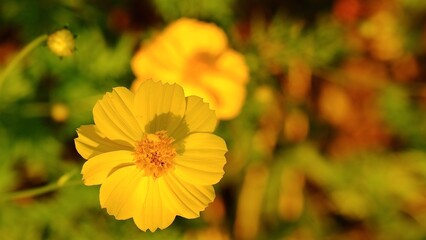 Cosmos sulphureus or yellow cosmos blooming in summer season.