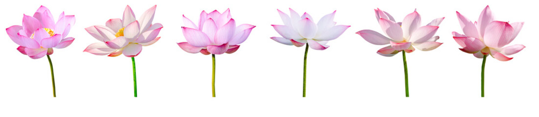 Lotus flower collections isolated on white background. File contains with clipping path.