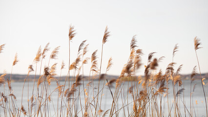 Golden reeds on a lake. Natural background. Neutral colors. Selective focus.