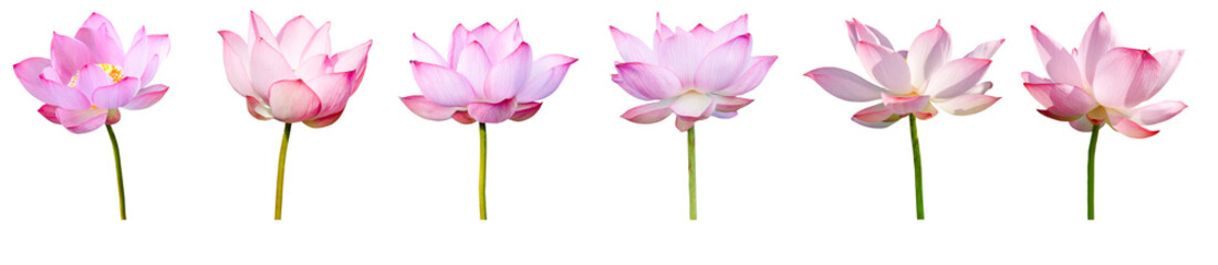 Fototapeta premium Lotus flower collections isolated on white background. File contains with clipping path.