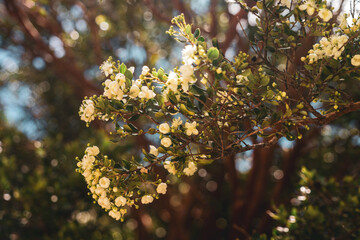 white flowers on the branch