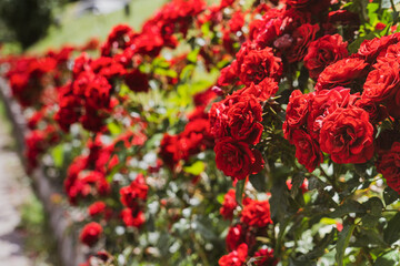 red rose bush
