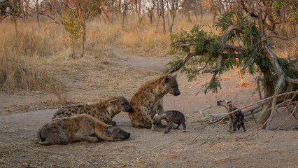 Eine kleine Familie von Tüpfelhyänen spielen und schmusen mit den Jungtieren in  der Savanne im...