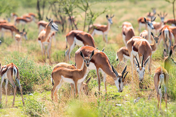 herd of springbok antulopes in africa
