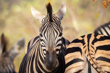 Das Gesicht eines Zebras samt schwarz weißer Mähne in der Nahaufnahme neben dem Hinterteil eines...