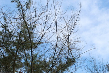 branches against sky
