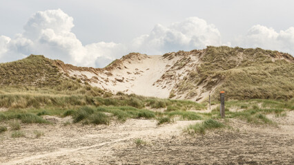 hiking trail in Dutch dune reserve with white sand and wild green grass