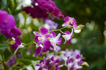 Fototapeta na wymiar Pink orchid 