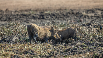 Zwei Warzenschweine suhlen sich in einer Matschgrube in der gelben, kargen Savanne des Kruger...