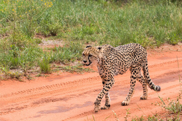 Fototapeta na wymiar wild cheetah walking in africa