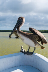 close up of a pelikan sitting on the front side of a boat, with the sea on the background

