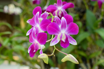 Pink orchid 