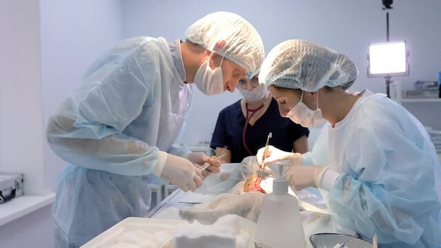 Three veterinarians perform abdominal surgery.Veterinarians perform surgery on a dog on the operating table at a local clinic. Dachshund in veterinary surgery. Veterinarians perform surgery on a dog.