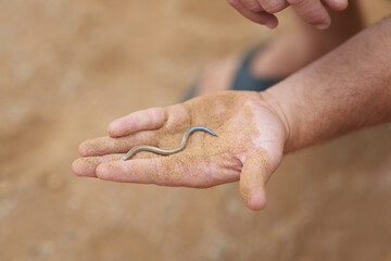 No need to fear this little guy. Shot of an unidentifiable man holding a small snake in the palm of his hand while exploring the desert.