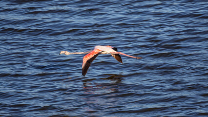 Ein einzelner pinker Flamingo fliegt flach über der blauen Wasseroberfläche eines Sees im De Hoop...