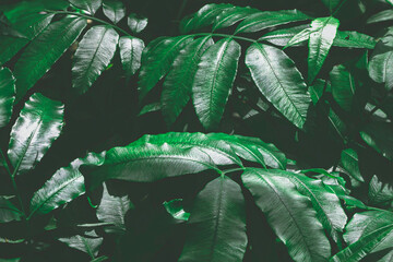 A picture of a fern in vintage color for background.