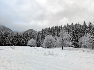 Winter in the forest. Snow covered trees. 