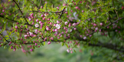 Crab apple blossom in spring -  beautiful wild malus tree in naturalistic park.