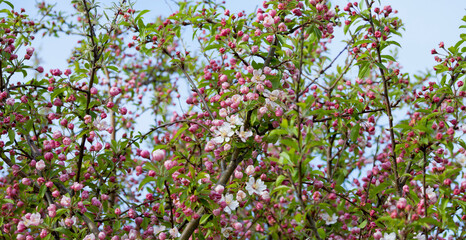 Crab apple blossom in spring -  beautiful wild malus tree in naturalistic park.