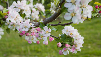 Apple blossom in the fruit orchard -  delicate pale pink flowers on the tree branches.