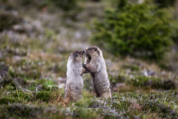 Jeu de marmottes