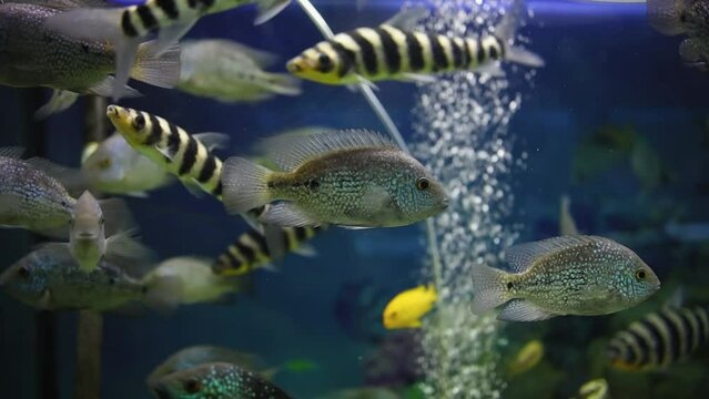 beautiful tropical striped fish in the aquarium