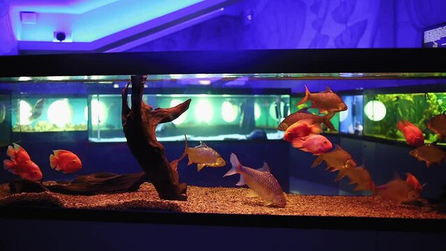 fish barbus bream-shaped red swims in an aquarium with a backlight