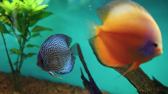 oceanarium tropical fish a couple of discus swim in a glass aquarium