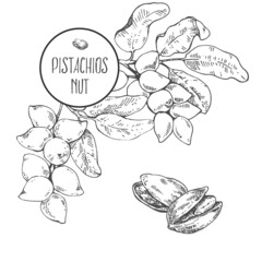 Hand drawn vector pistachios nut cores, shell