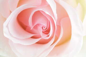 Background of soft pink tea roses. Close-up of a flower, selective focus