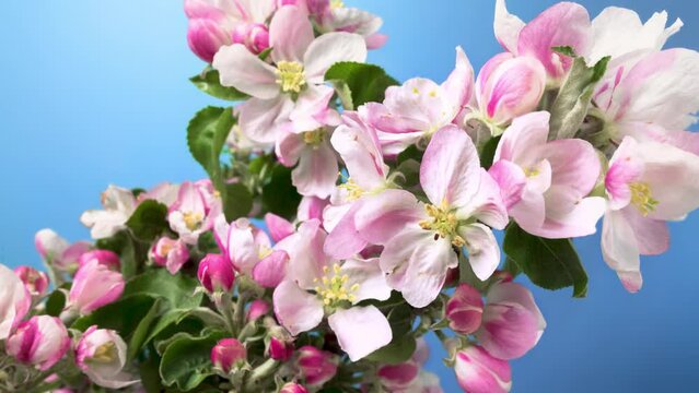 Time lapse closeup of opening beautiful pink and white apple blossoms on a branch, with nice blue background

