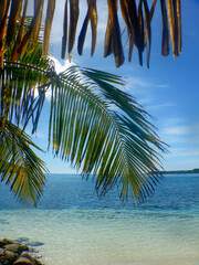 Fototapeta na wymiar Palm tree against blue sky and water background