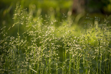 Grass closeup on sunny morning. Wild field in Lithuania. Tiny leaves of lush green plants in summer. Selective focus on the details, blurred background.