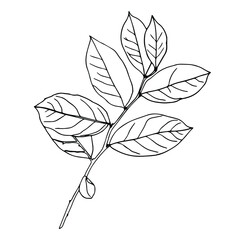 Vector doodle branches. Hand-drawn floral elements. Vintage botanical illustrations.